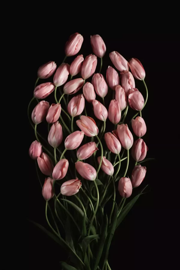french tulips