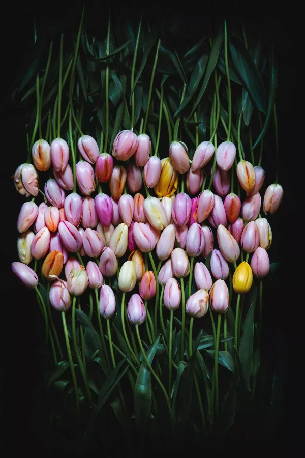 tulip-gathering
